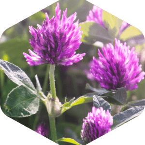 Miód koniczynowy skrystalizowany w wiadrach – hurt