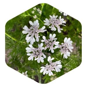 Miód kolendrowy (hurtownia – słoiki, wiadra, beczki)